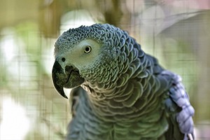 Papouščí ZOO plánuje otevřít nový dětský koutek na jižní Moravě