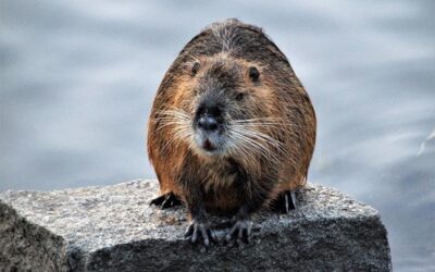 Nutrie nemají přirozeného predátora, v Chrudimi musel zasáhnout člověk
