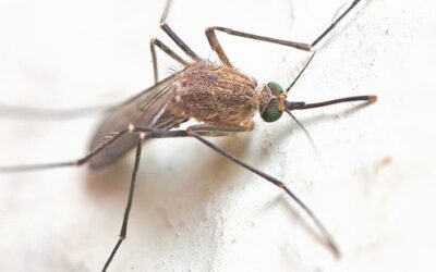 Skupina biologů volá po větší ochraně světových parazitů