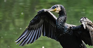 Rybáři budou dál dostávat náhrady za škody způsobené kormorány
