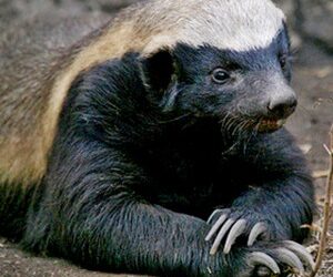 Zoo Dvůr poprvé ve své historii odchovala medojeda kapského