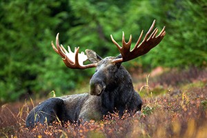 NP Šumava zahájil monitoring losa evropského