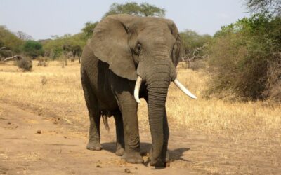 Vědci počítají populaci afrických slonů díky snímkům z družice