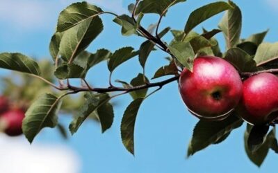 Dobrovolníci se v Pardubicích činili – vysázeli ovocný sad