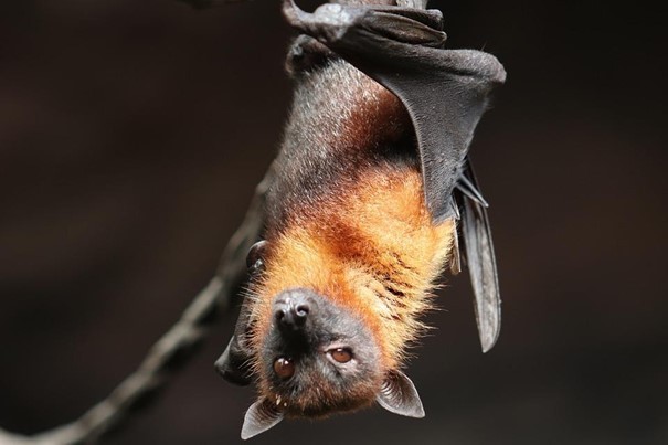Co má s koronavirem společného klimatická změna? Kvůli ní migrují netopýři