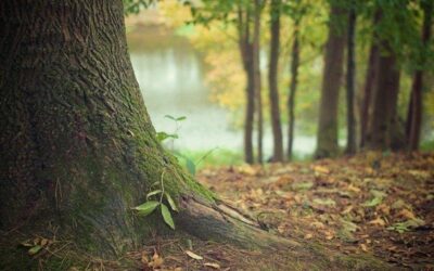 Program Prostředí pro život nabízí 150 milionů korun na výzkum sucha a změny klimatu
