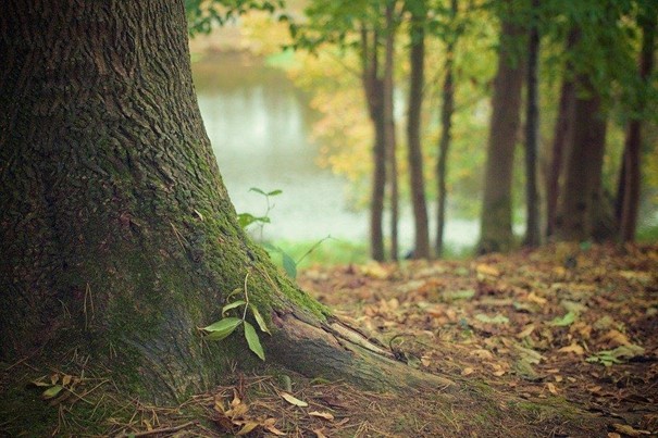 Program Prostředí pro život nabízí 150 milionů korun na výzkum sucha a změny klimatu