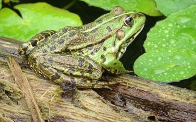V Poodří žijí jen samci skokanů zelených, rozmnožují se zvláštně