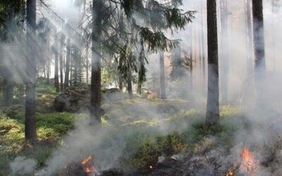 Hasiči v Pardubickém kraji evidují během června již 19 požárů