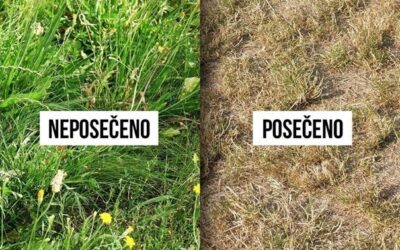 Sekat nebo nesekat trávníky? Jak často? Jak nakrátko? Volte střední cestu.