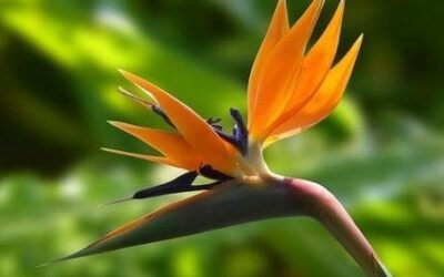 V pražské botanické zahradě začíná stavba pavilonu za 100 milionů Kč