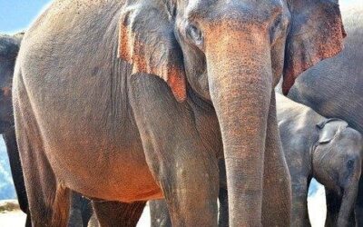 Plzeňská zoo už zadala projekt nového pavilonu pro slony indické za miliardu