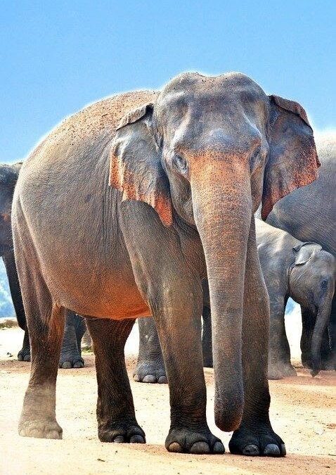 Plzeňská zoo už zadala projekt nového pavilonu pro slony indické za miliardu