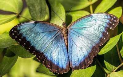 Výstava v botanické zahradě v Troji představí jedovaté druhy motýlů