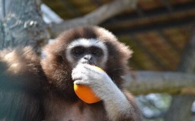 V hodonínské zoo se narodilo mládě opice gibona lara