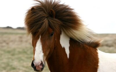 Islandští koně jsou v Brně na veletrhu Animal Tech poprvé