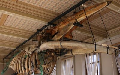 Národní muzeum otevírá expozici Zázraky evoluce a znovu ukazuje plejtváka