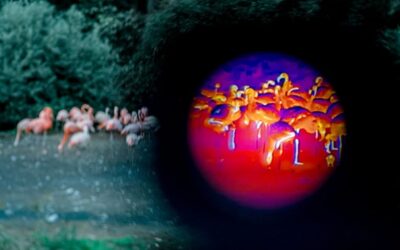 Zvířata v pražské zoo mohou lidé po setmění sledovat termokamerou
