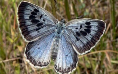 Entomologové dělají na Vsetínsku výzkum výskytu Modráska Černoskvrnného