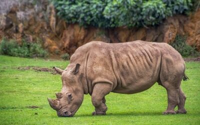 Vědci vytvořili další tři embrya ohrožených nosorožců, mají jich celkem 12