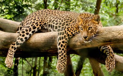 Levhartí dvojčata v brněnské zoo už pouští hrůzu na chovatele