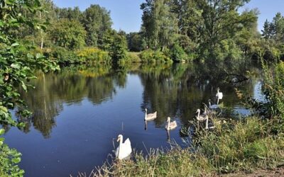 Pardubice chystají odbahnění jezera Čičák v příštím roce