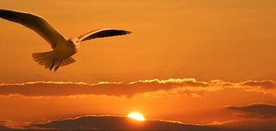 Vědci: Kvůli klimatickým změnám mají problémy zvířata migrující na sever