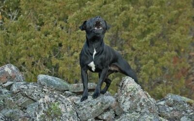 Štěkot psů při hlášení různých druhů zvěře se liší, zjistili vědci