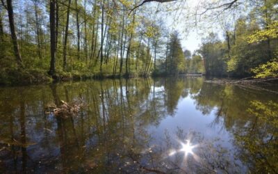 S čištěním rybníku v bohumínském areálu Gliňoč pomohly speciální bakterie