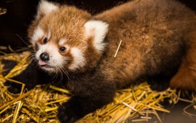 Pandí dvojčata z pražské zoo jsou samec a samička