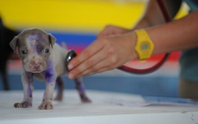 Magistrát hledá veterináře pro útulky v pražské Troji a Dolních Měcholupech