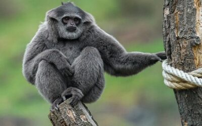 V pražské zoo se narodilo mládě ohroženého gibona stříbrného