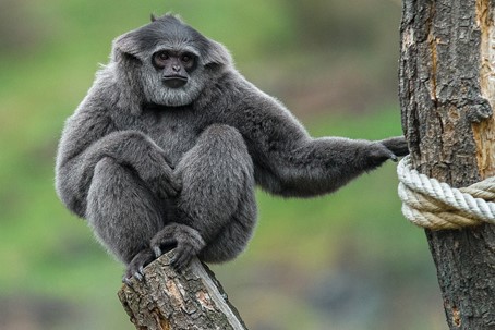 V pražské zoo se narodilo mládě ohroženého gibona stříbrného