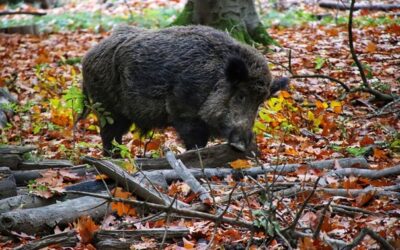 Stát rozšířil plochu oblasti intenzivního odlovu divočáků na pětinásobek