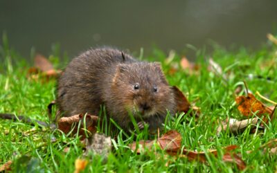 Hraboši škodí lesníkům i v létě, příčinou jsou podle vědců suché zimy