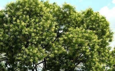 Arboristé ošetřují jerlíny japonské na nábřeží v Pardubicích
