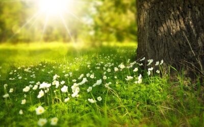 V Krkonoších se snaží vracet loukám život, na podzim chtějí hnojit 17 ha luk