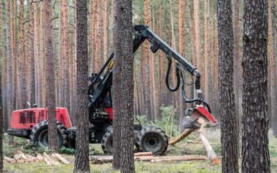 Greenpeace žádá ministerstvo, aby zakázalo těžit dřevo v Krušných horách