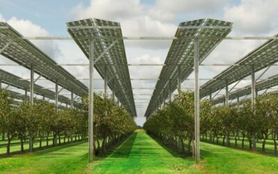 Svazy: Pro zavedení agrivoltaiky je potřeba změna legislativy
