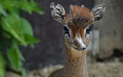 V zoo Dvůr Králové se narodily antilopy patřící k nejmenším na světě