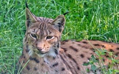 V Krkonoších ubylo pozorování rysů, trvalý výskyt dosud nepotvrzen