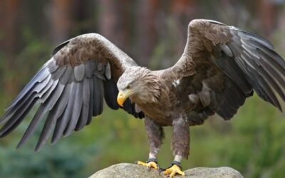 Vědci letos v NP Podyjí napočítali dosud nejvíce orlů mořských