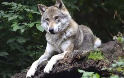 Počet vlčích teritorií v Česku stoupá, vědci jich zmapovali 24