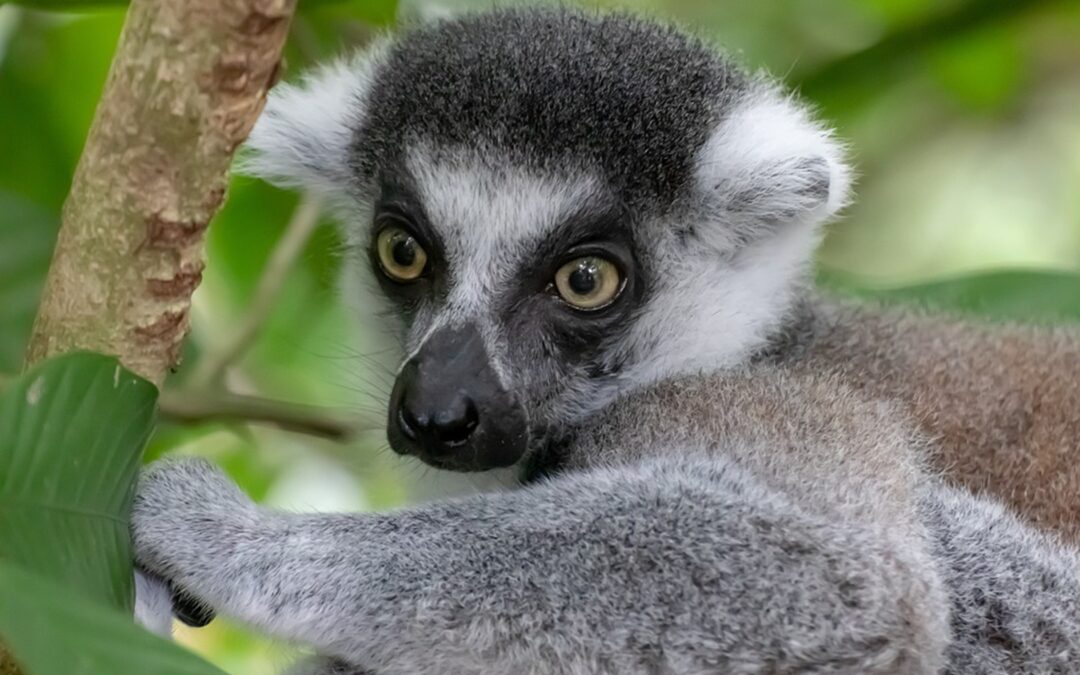 V olomoucké zoo se narodilo lemuří mládě, tři měsíce stráví zavěšeno na matce