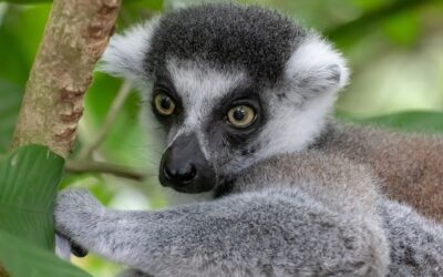 V olomoucké zoo se narodilo lemuří mládě, tři měsíce stráví zavěšeno na matce