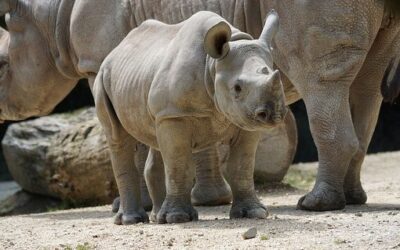 V ZOO Dvůr Králové se narodilo mládě vzácného nosorožce, dostalo jméno Kyjev