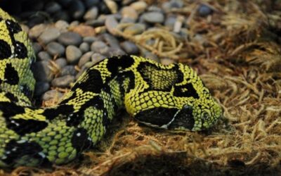 Plzeňská zoo má dva nové druhy výjimečných hadů v expozici Království jedu