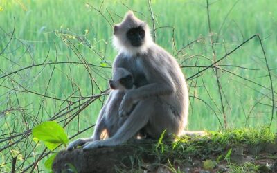 Ostravská zoo pošle do Polska 16 hulmanů posvátných