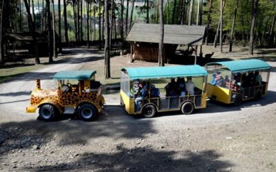 Olomoucká zoo v létě plánuje zprovoznit poslední dvě etapy safari