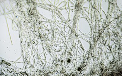 Vědci z Mendelovy univerzity budou čistit vodu pomocí řas a mikroorganismů